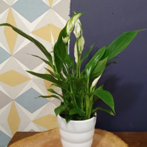 Spathiphyllum