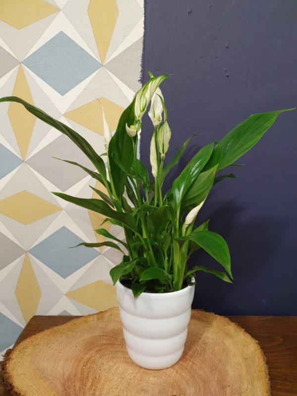 Spathiphyllum