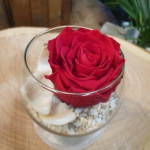 Rose éternelle rouge