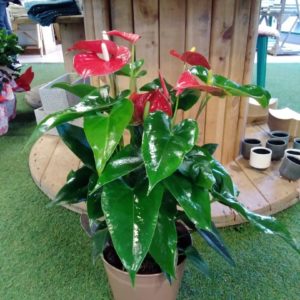 Anthurium