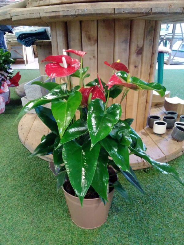 Anthurium