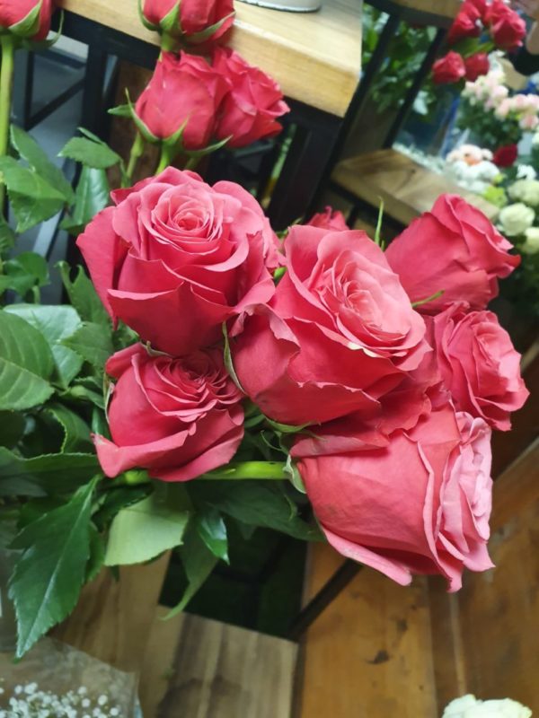 1 rose gros bouton Cherry O