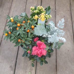 Composition de plantes multicolores