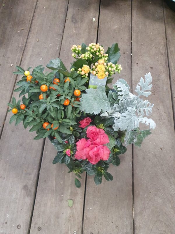 Composition de plantes multicolores