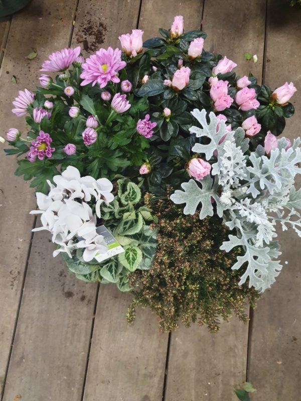 Composition de plantes ton rose