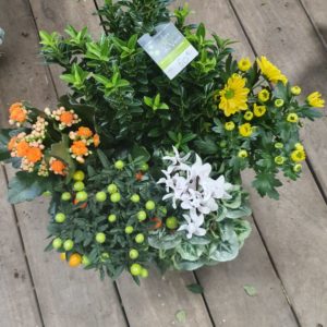 Composition de plantes tons chauds