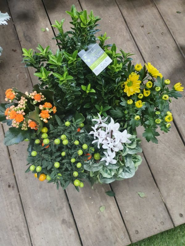 Composition de plantes tons chauds