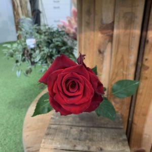 1 rose gros bouton Explorer