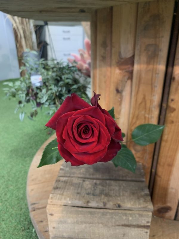 1 rose gros bouton Explorer