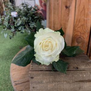 1 rose gros bouton Mondial