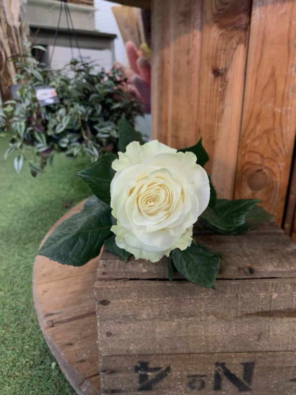 1 rose gros bouton Mondial