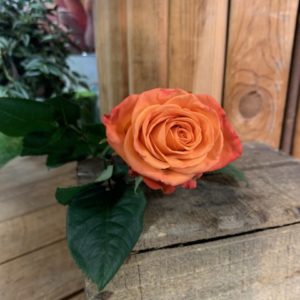 1 rose gros boutons Crush