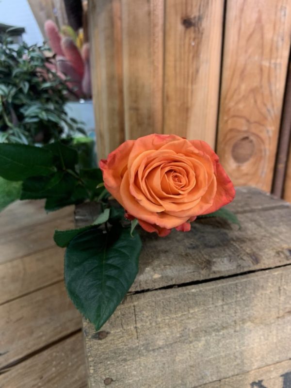 1 rose gros boutons Crush