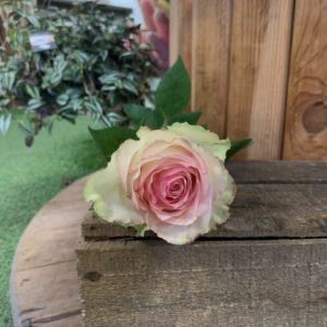 1 rose gros bouton Espérance