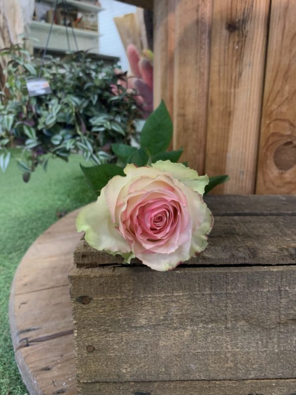 1 rose gros bouton Espérance