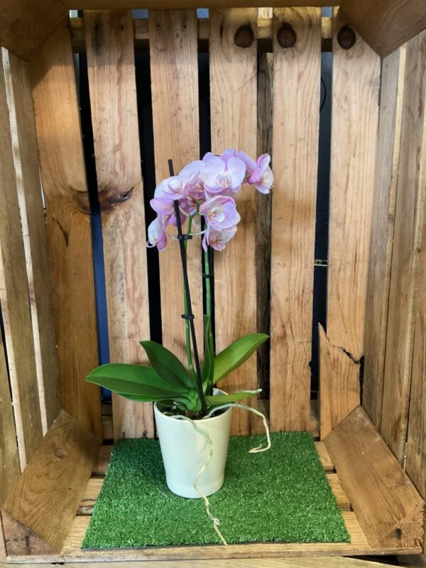 Orchidée – Image 5