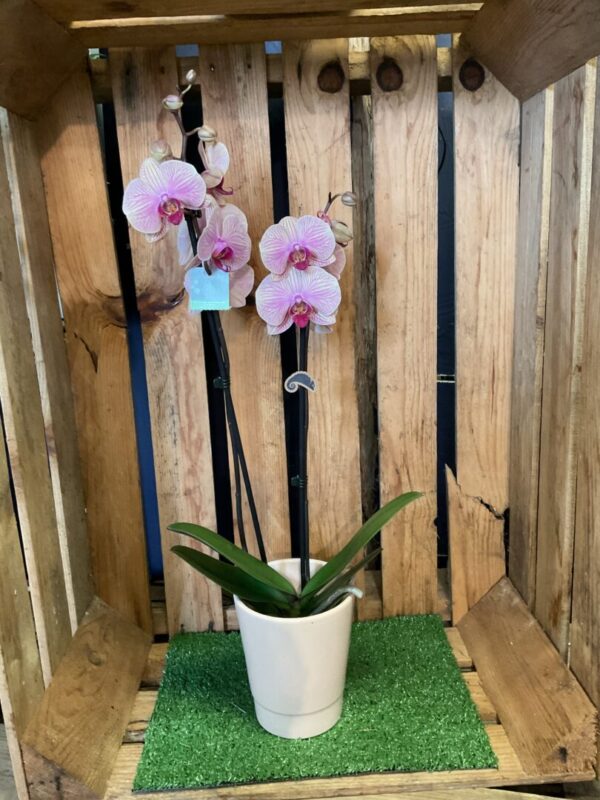 Orchidée – Image 6