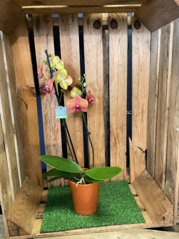 Orchidée – Image 4