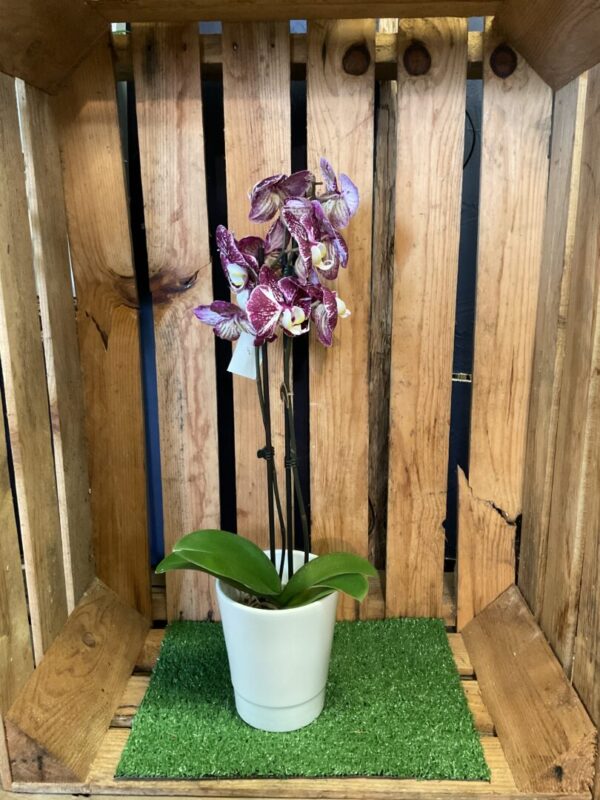 Orchidée – Image 3