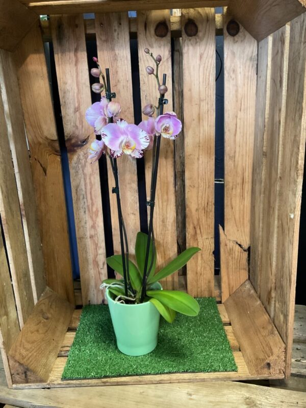 Orchidée – Image 2