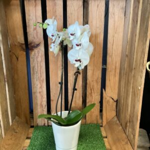 Orchidée