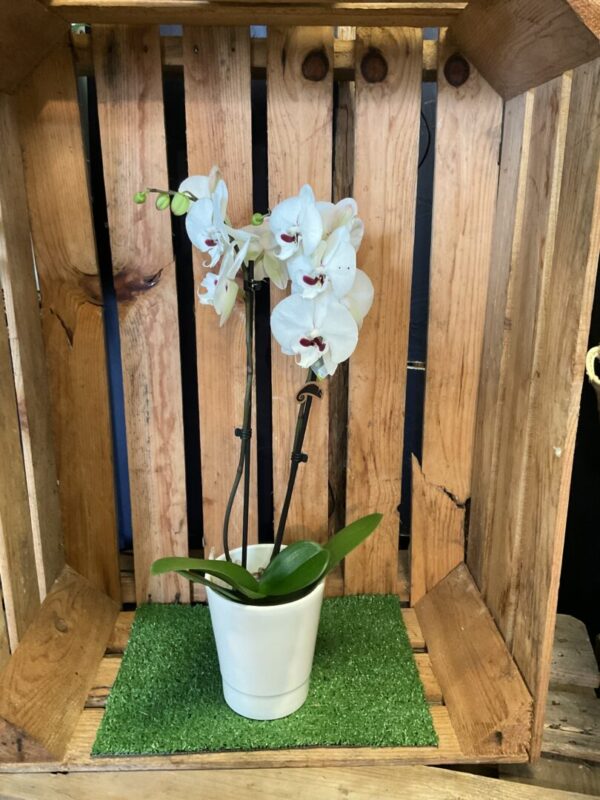 Orchidée