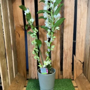 Dendrobium