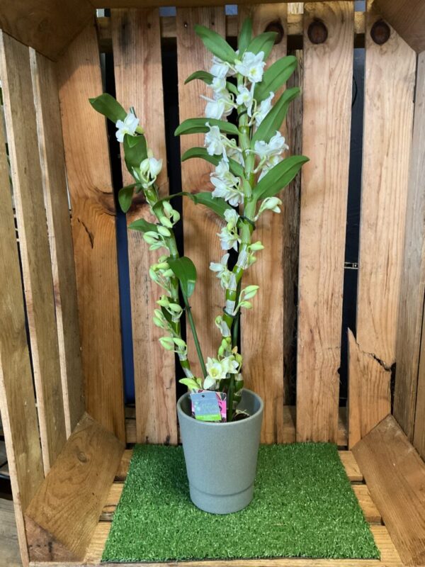 Dendrobium