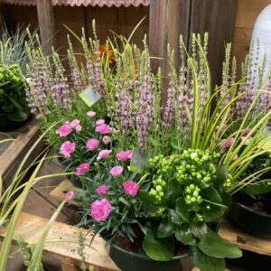 Coupe de plantes