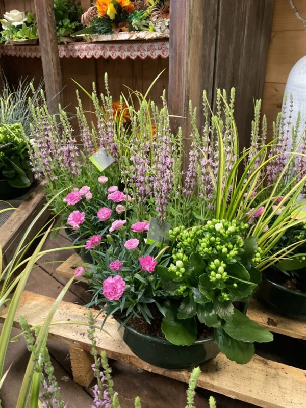 Coupe de plantes
