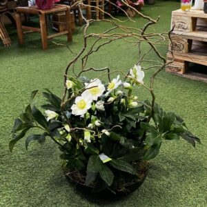 Coupe Hellébores